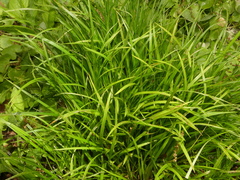 Carex jamesii