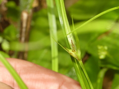 Carex jamesii