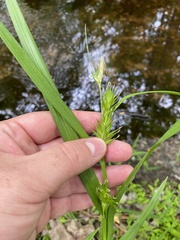 Carex lonchocarpa