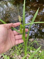 Carex lonchocarpa