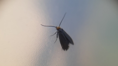 Cauchas rufifrontella