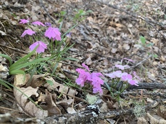 Phlox speciosa