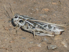 Pardalophora