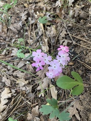 Phlox speciosa