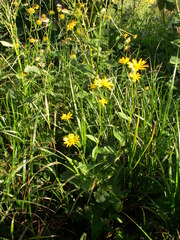 Doronicum austriacum