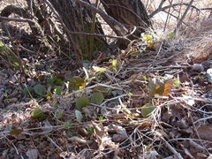 Pyrola asarifolia incarnata