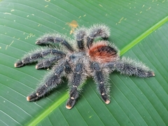 Avicularia variegata