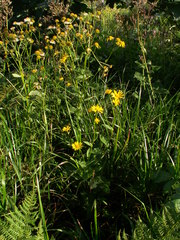 Doronicum austriacum