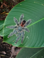 Avicularia variegata