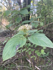 Cornus sericea occidentalis