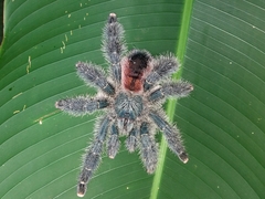 Avicularia variegata