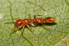 Synemosyna decipiens