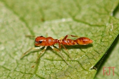 Synemosyna decipiens