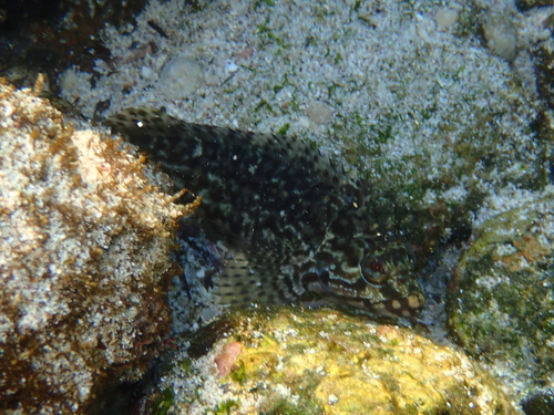 Curiche clinid (Labrisomus multiporosus) — Labrisomidae