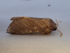 Oxycanus occidentalis