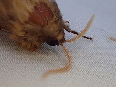 Oxycanus occidentalis