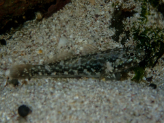 Bathygobius lineatus