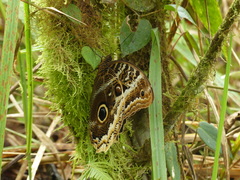 Caligo atreus