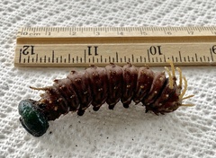 Citheronia sepulcralis