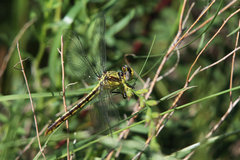 Arigomphus lentulus