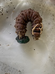 Citheronia sepulcralis