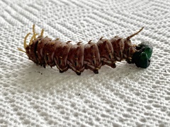 Citheronia sepulcralis