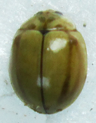 Coccidulinae