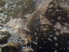 Bathygobius lineatus