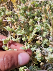Atriplex watsonii