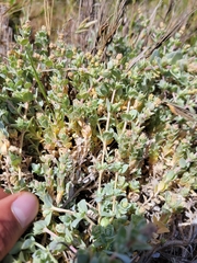 Atriplex watsonii