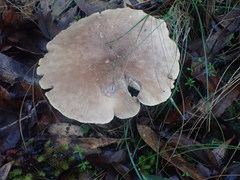 Leucopaxillus eucalyptorum