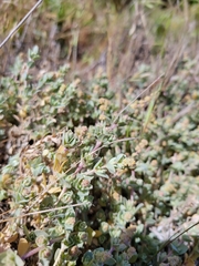 Atriplex watsonii