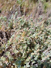 Atriplex watsonii