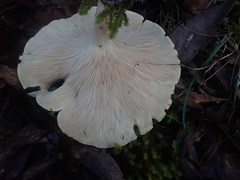 Leucopaxillus eucalyptorum