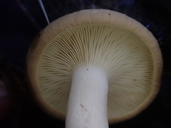 Leucopaxillus eucalyptorum
