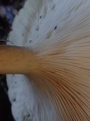 Leucopaxillus eucalyptorum