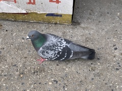 Columba livia domestica