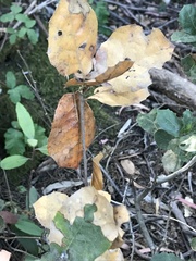 Phytophthora ramorum