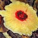 Abrachium floriforme - Photo 由 Rogerio Dias 所上傳的 (c) Rogerio Dias，保留部份權利CC BY-NC