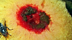 Abrachium floriforme