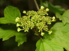 Viburnum opulus opulus
