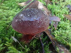 Boletus tasmanicus
