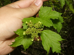 Viburnum opulus opulus