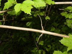 Viburnum opulus opulus