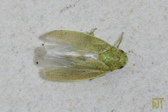 Hamana