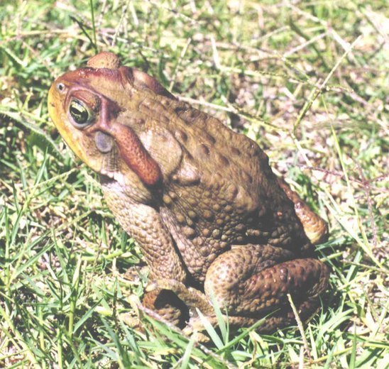 Achaval's Toad