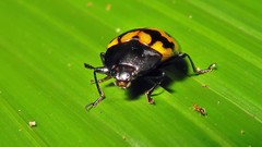 Iphiclus abdominalis