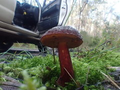 Boletus tasmanicus