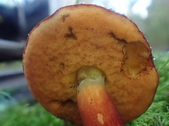 Boletus tasmanicus