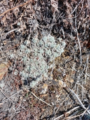 Artemisia lagopus
